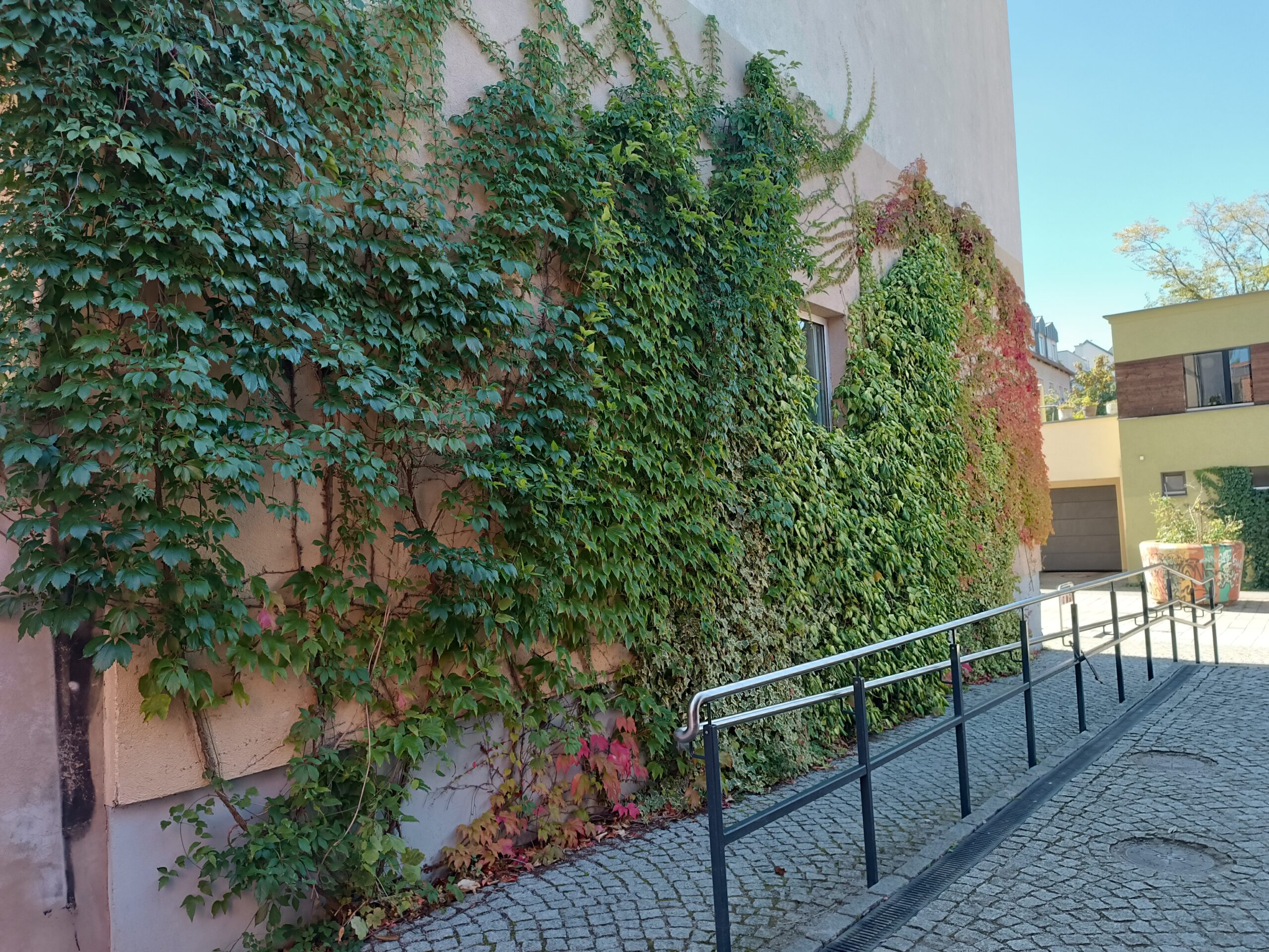 different types of wall climbing plants different types of wall climbing plants